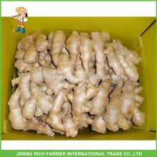 Low Market Price for Export Farmer Fresh Ginger Chinese Ginger 150g,250g and up
